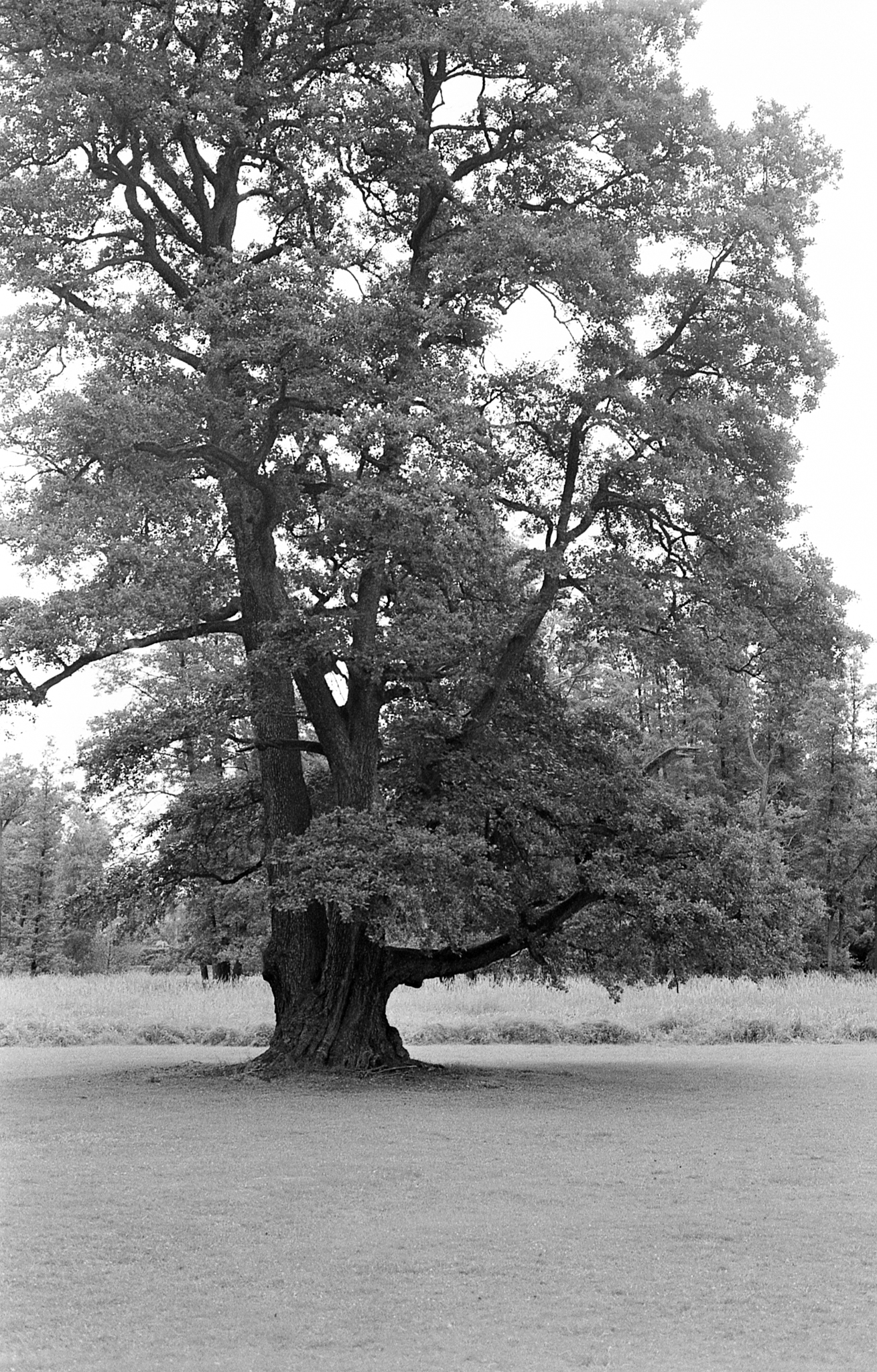 Фотопленка Silberra PAN 100, 36 кадров