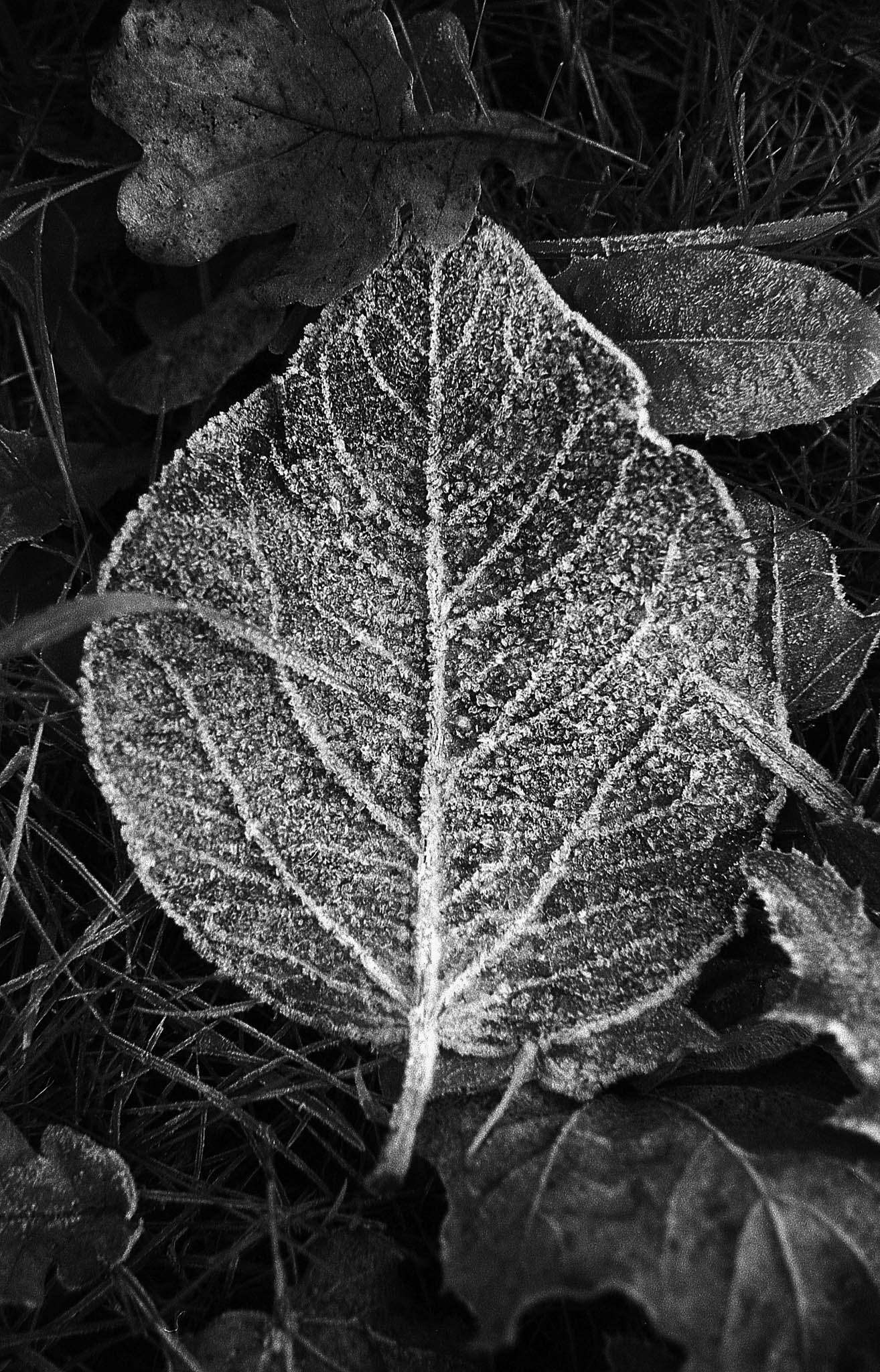 Фотопленка Silberra PAN 100, 24 кадра
