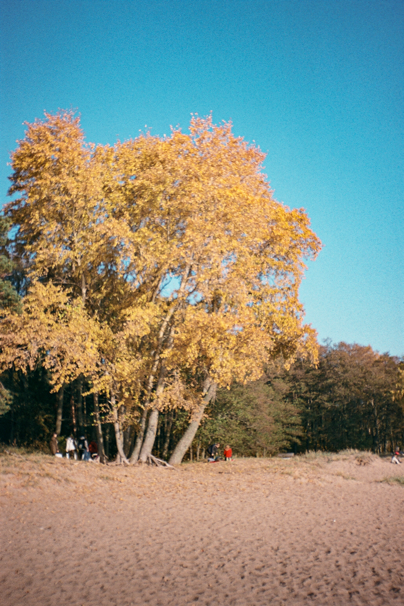 Фотопленка Silberra COLOR160 C-41 135, 24 кадра