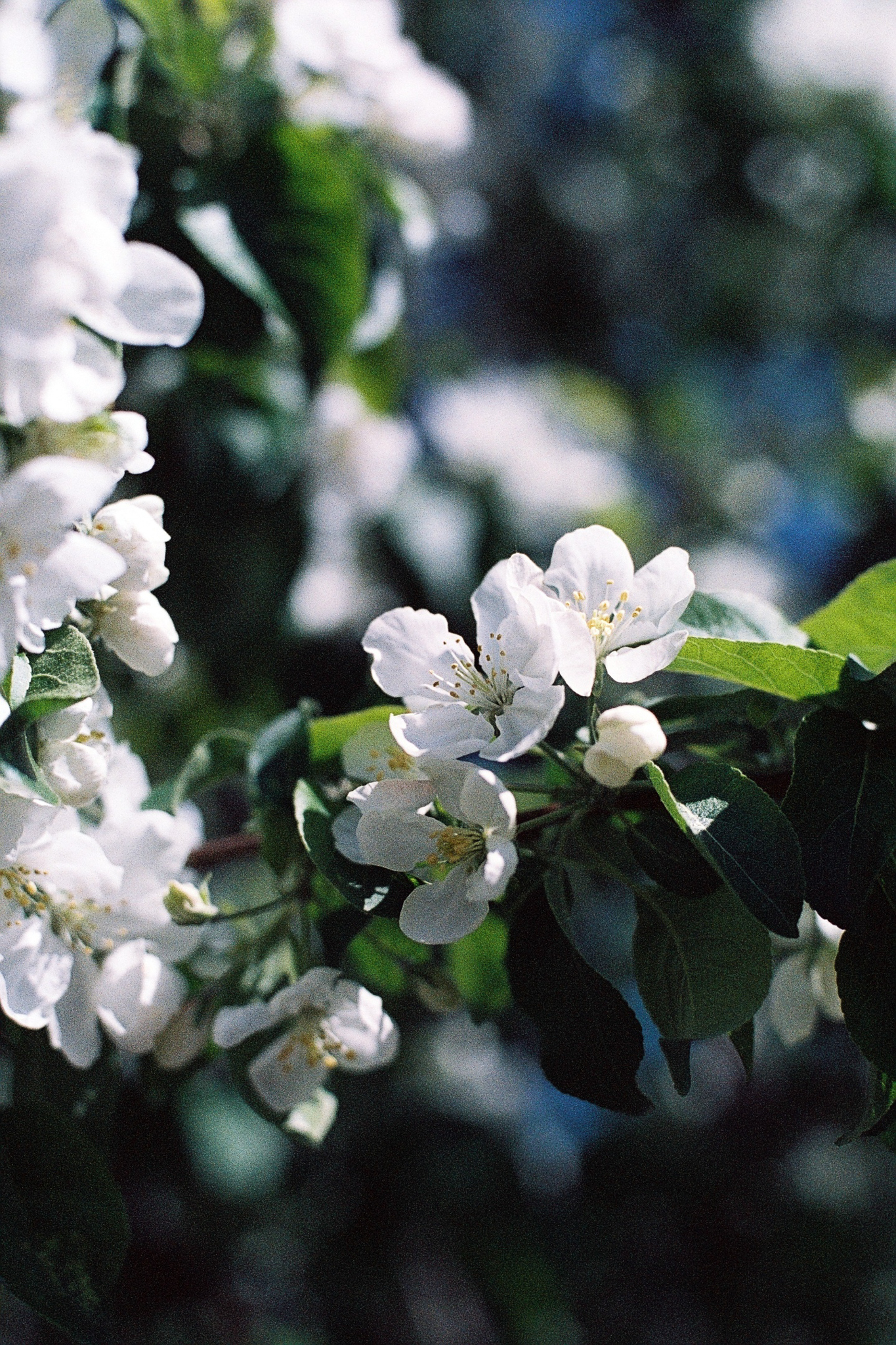 Фотопленка Silberra COLOR100 C-41 135, 24 кадра