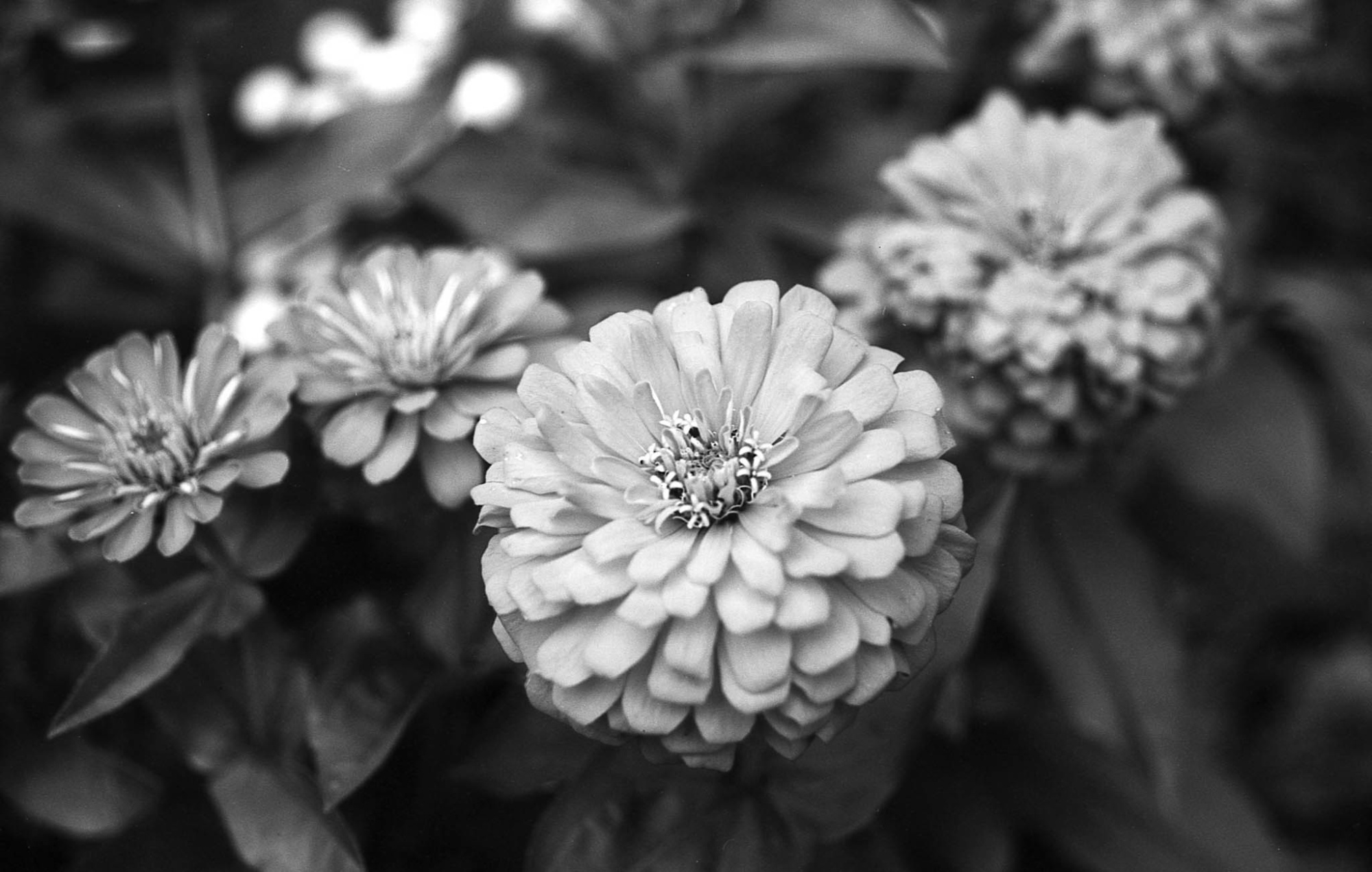 Фотопленка Silberra PAN 160, 24 кадра
